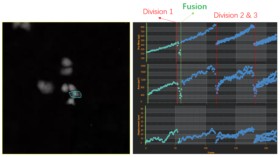 2、細(xì)胞譜系研究-2.png